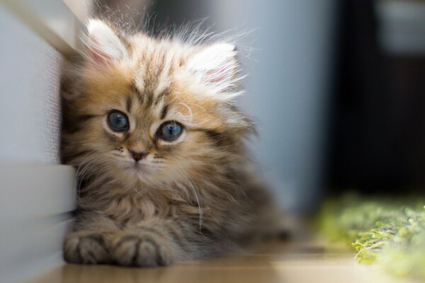 Gattino. Carino gattino si trova