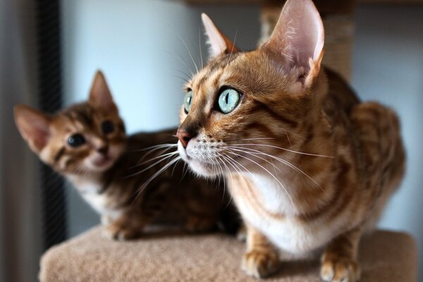 Gatto del Bengala che guarda fuori dalla finestra