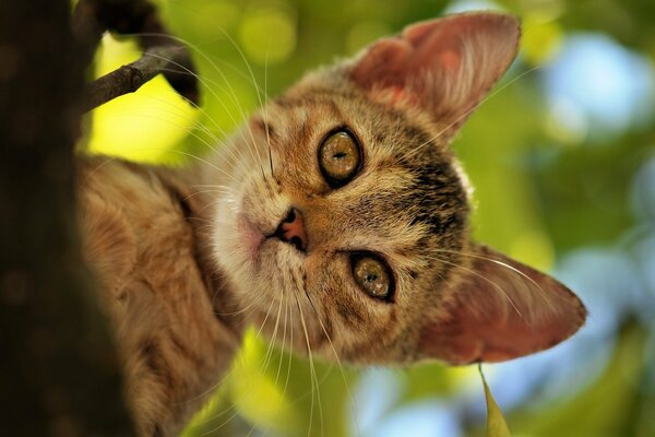 Big-eared, gray kitten on a tree