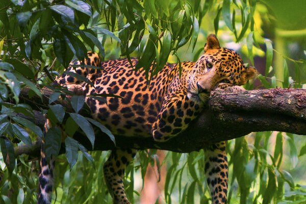 Leopardo che riposa su un albero nella foresta