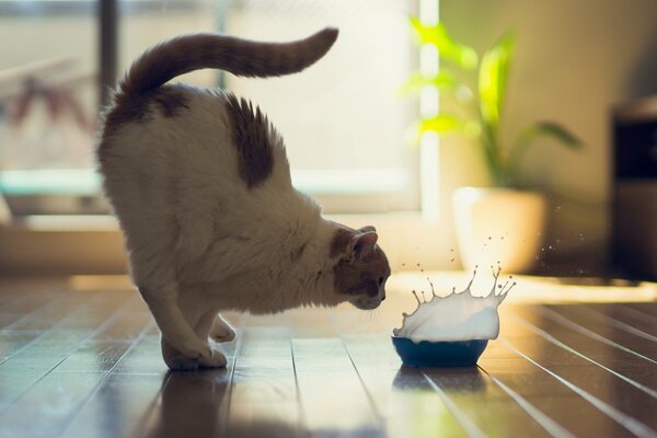 Le chat se fait baiser avec un bol de lait