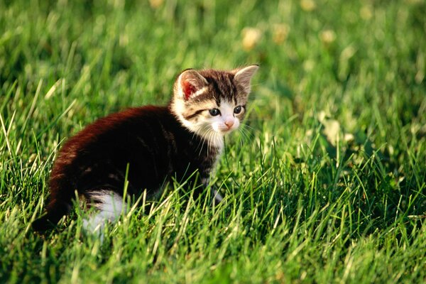 Pequeño gato sentado en la hierba