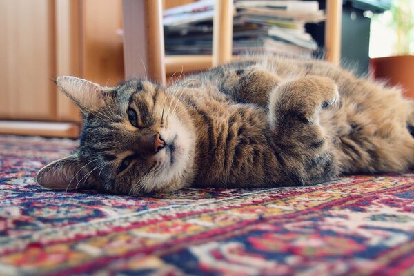 Kot bełkocze na dywanie