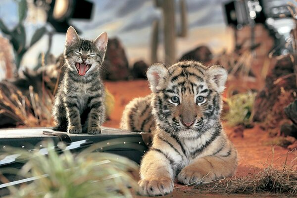 Tapete Kätzchen und Tiger sitzen zusammen