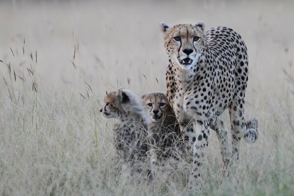 Passeggiata mattutina dei predatori in cerca di prede