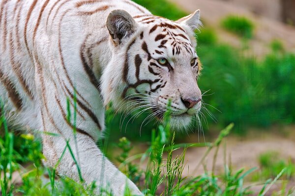 Tigre blanco se escabulle con el hocico de un depredador