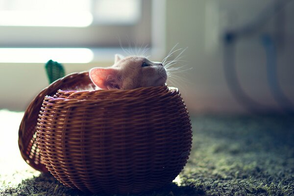 Kitten in the basket, baby, mustache