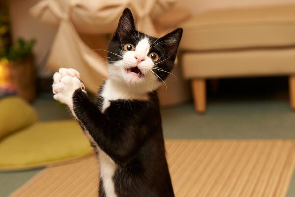 A black and white kitten stands on its hind legs