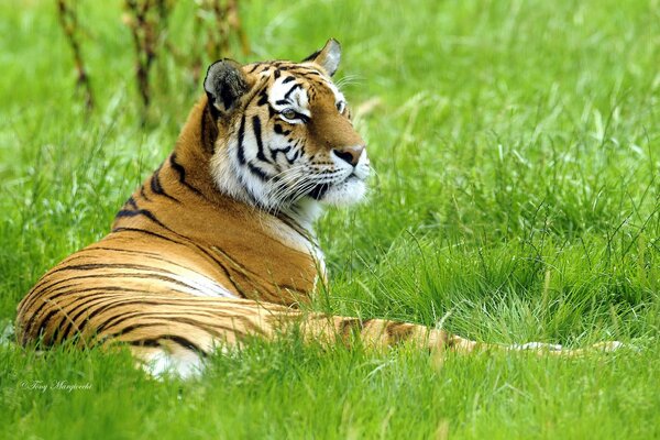 Tygrys leży w trawie i patrzy w dal
