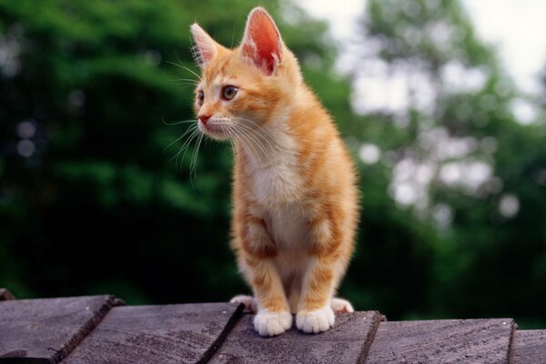 Gatito rojo sentado en el techo