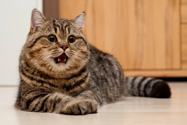 Eine gestreifte Katze liegt auf dem Boden