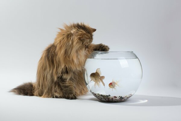 Eine flauschige Katze fängt einen Fisch im Aquarium