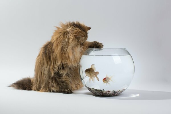 Gato peludo atrapa peces en el acuario