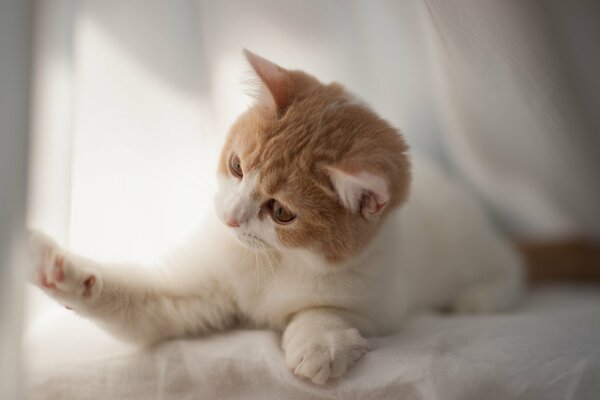 Gato jugando, hermosa foto