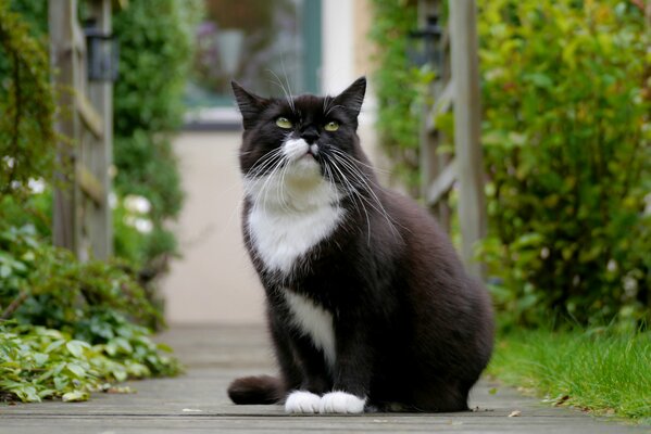 Schwarze weiße Katze schaut oben