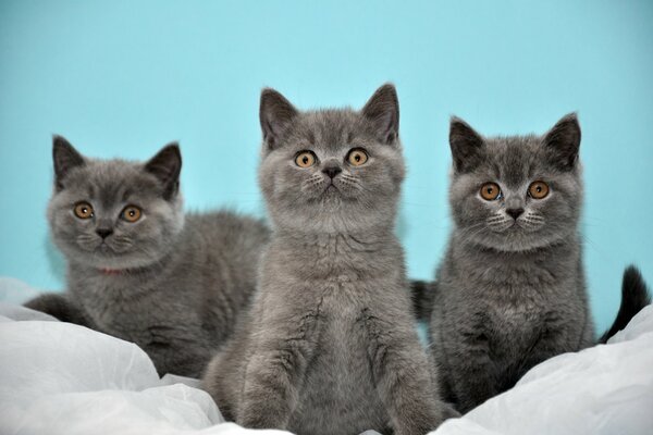 Chatons britanniques sur fond turquoise