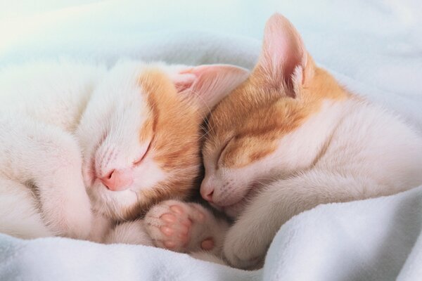 Two cats sleeping sweetly under a blanket