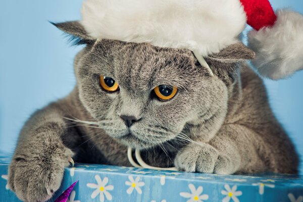 Britannique gris dans un chapeau de Noël