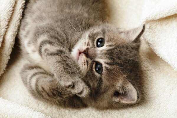 Серый котенок лежит под одеялом