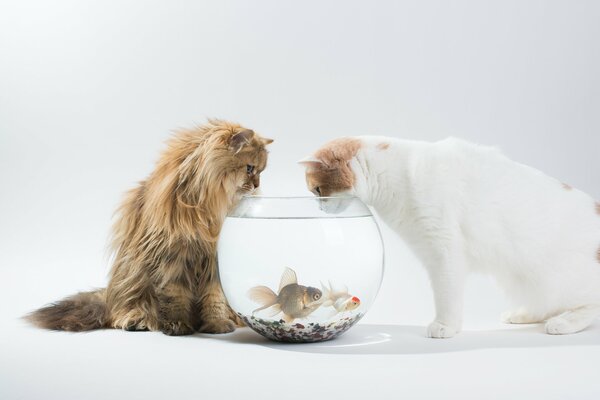 Los gatos están interesados en los peces en el acuario