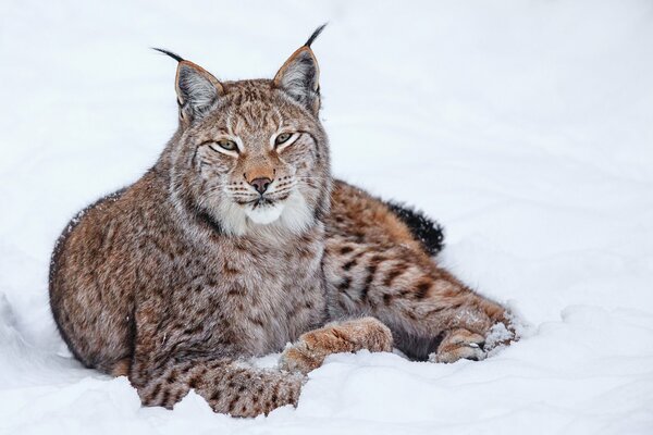 El lince se encuentra en invierno en la nieve