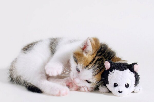 The kitten is lying with a toy