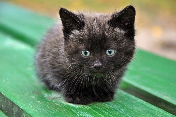 Schwarzes Kätzchen mit blauen Augen auf einem grünen Laden