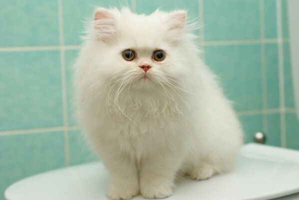 Fluffy white Persian kitten sitting in the bathroom