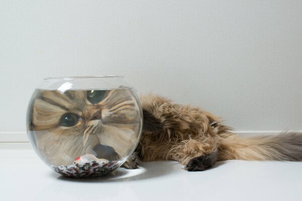 A kitten watches a fish in an aquarium