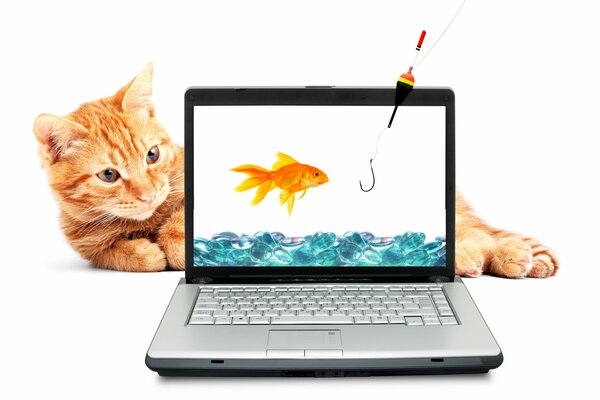 Рыжий кот и золотая рыбка