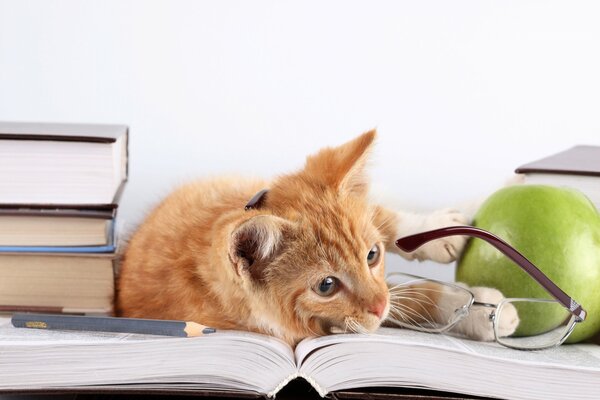 A curious red cat is lying on a book with glasses