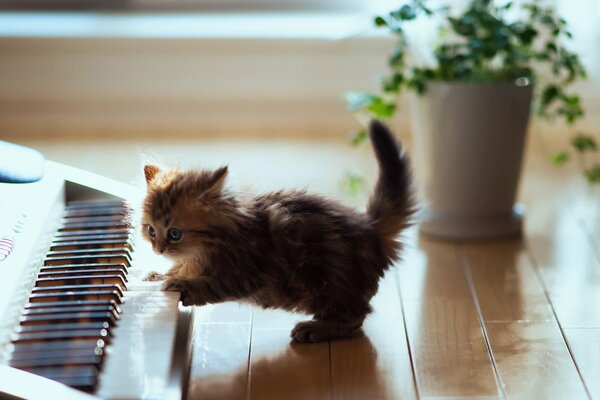 A kitten is playing the piano in the room
