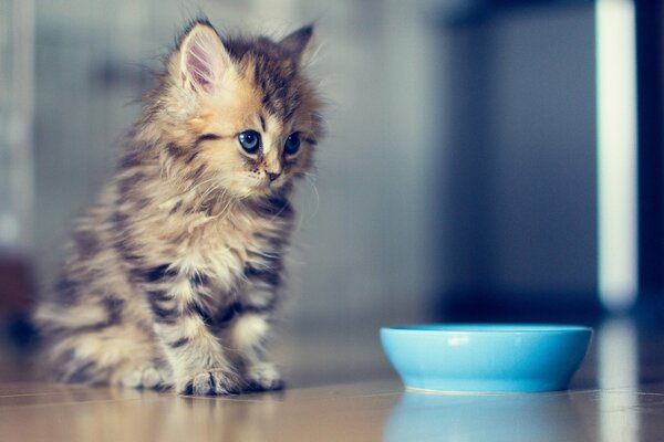 Chaton mignon au bol bleu