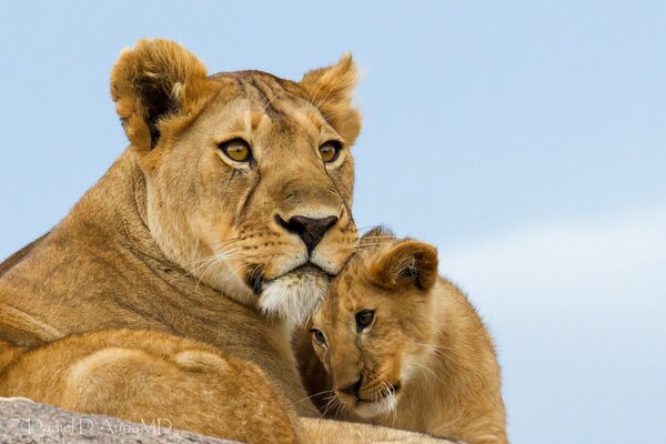 A lioness guarding her lion cub. Maternal instinct