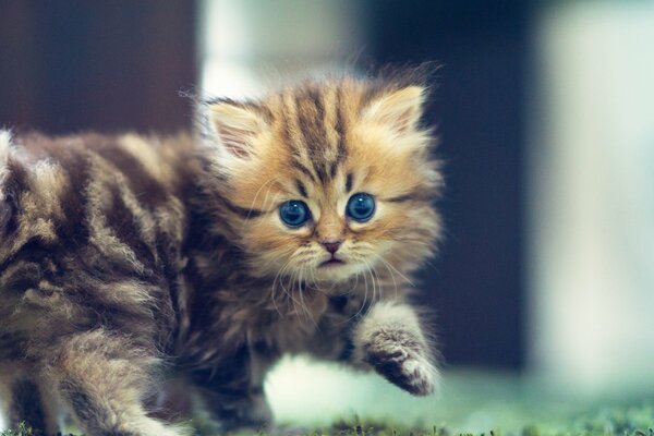Mały kot biegnie z niebieskimi oczami