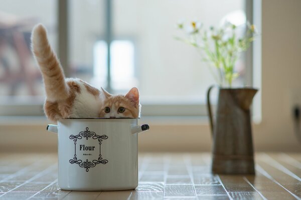 A red kitten hiding in a saucepan