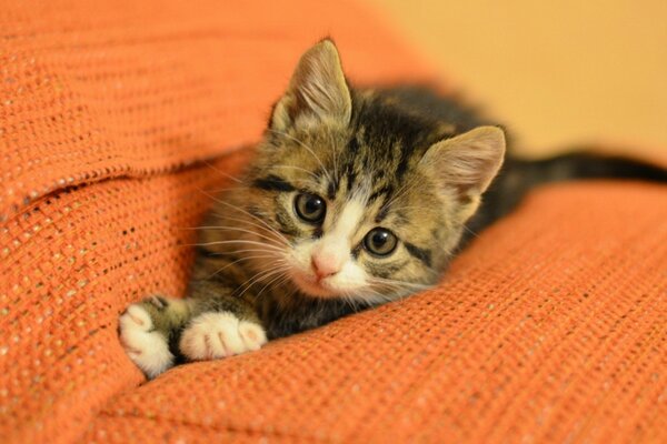 The kitten is lying on an orange sofa