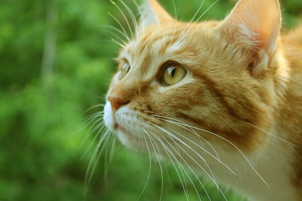 The muzzle of a red cat follows a neighbor s cat against a background of greenery