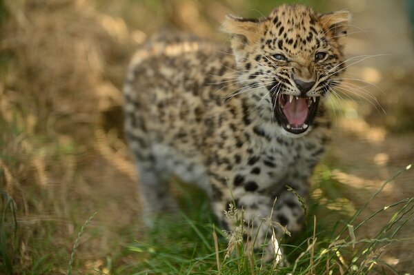 Leopardo de Amur en la hierba