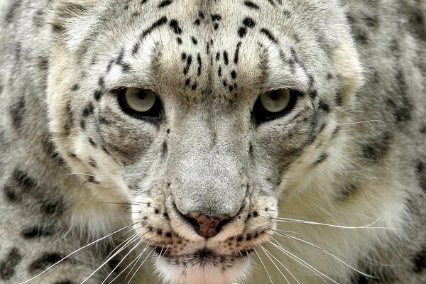 Le regard redoutable du léopard des neiges