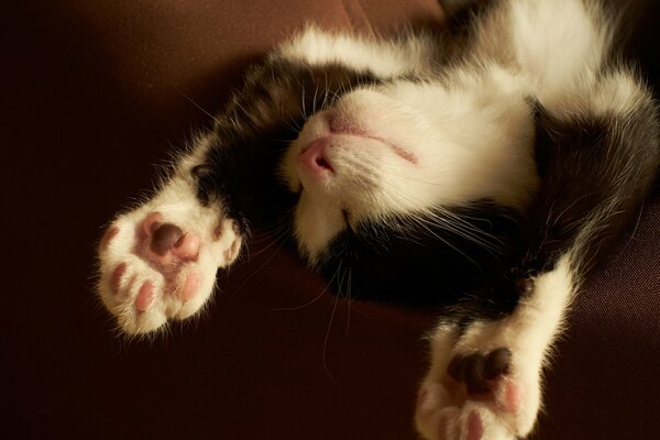 Słodki sen czarno-białego kotka