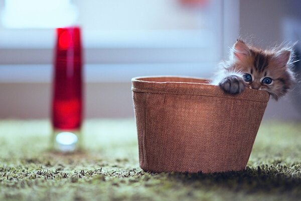 The look of a little kitten in a box