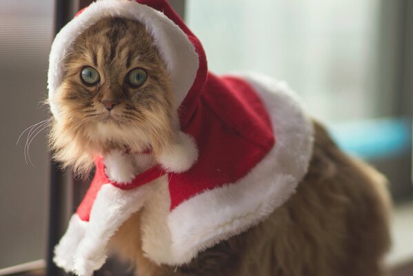 Gato peludo en traje de año nuevo