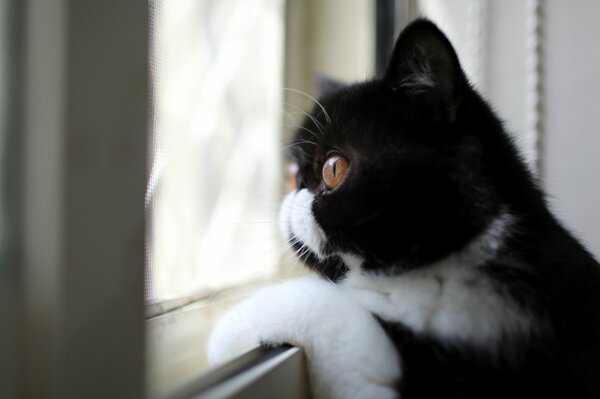 Czarno-biały kot wygląda przez okno