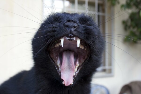 Ansteckend gähnende schwarze Katze