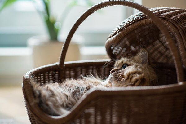 The daisy cat is resting in the basket