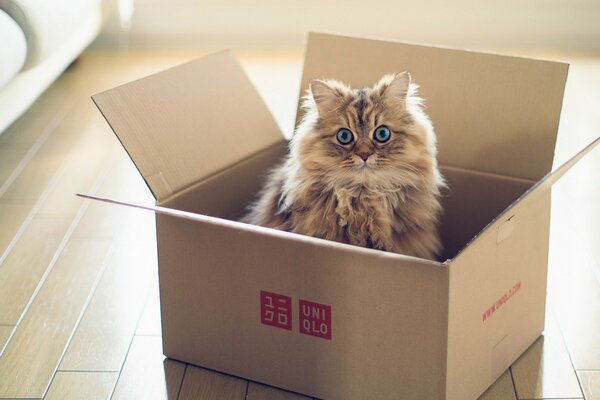 Gato peludo en una Caja