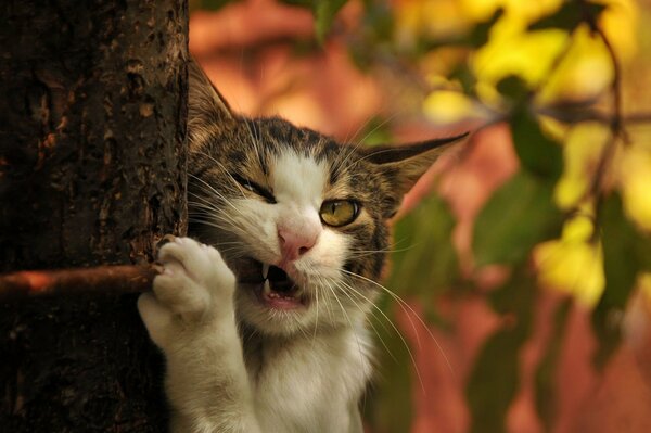 Autumn cat, sharpens claws, tree