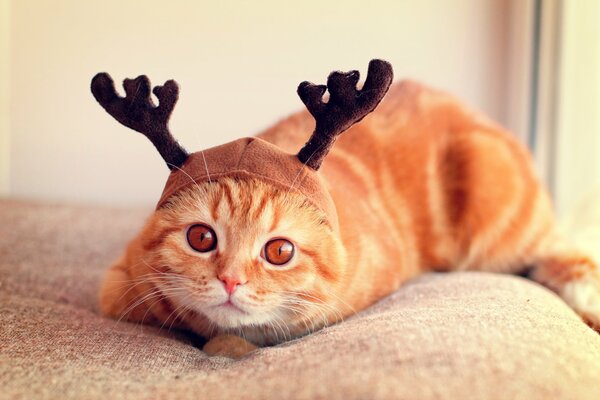 The cap on the Scottish fold