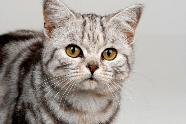 Красивый серый котик с жёлтыми глазами